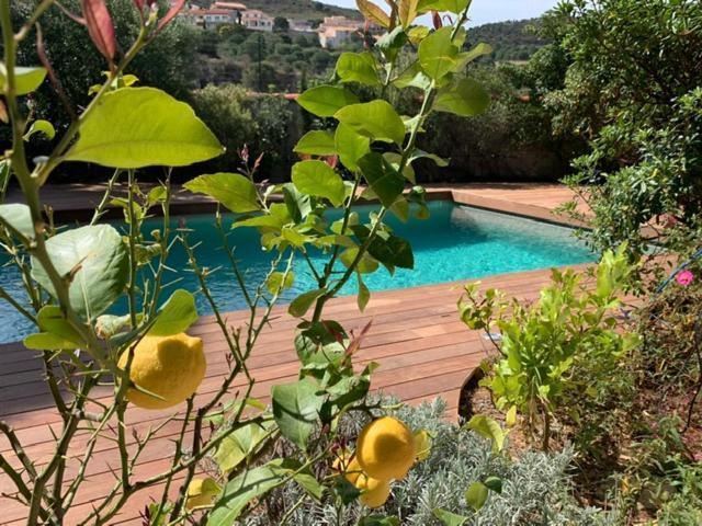 Villa Bleue - Les Pins Port Vendres Exterior photo